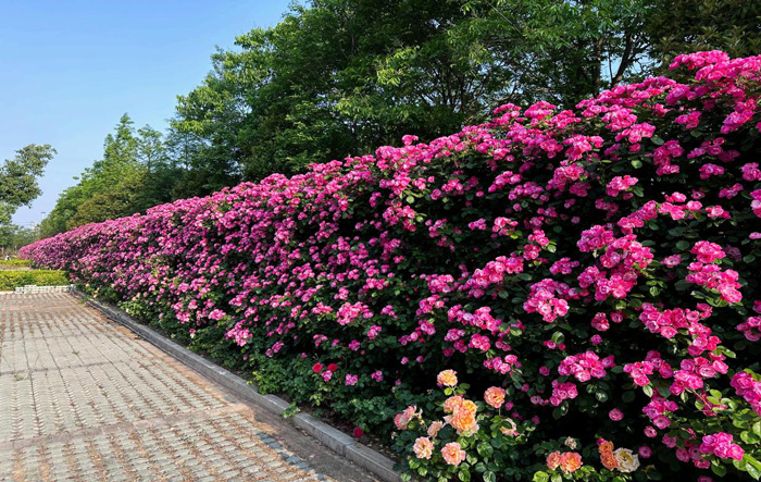 yh533388银河(中国)股份有限公司-官方网站